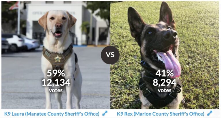K-9 Rex needs votes to win Top Dog for the Florida Sheriff's Association.