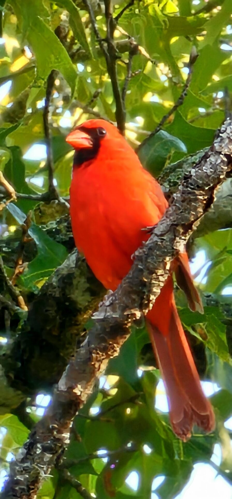 Majestic northern cardinal spotted in Ocala