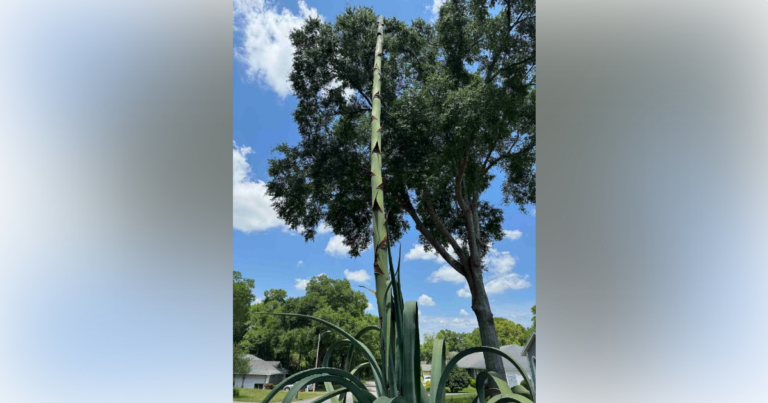 Ocala resident8217s Century Agave blooming after decades