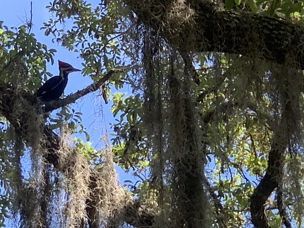 Pileated woodpeckers in Silver Springs Shores