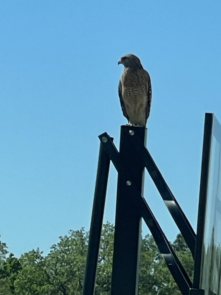 Red-shouldered hawk perched in Ocala