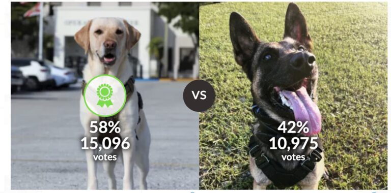 Rex (right) lost his matchup with Laura (left) in the Florida Sheriff Association's K9 March Madness Competition.