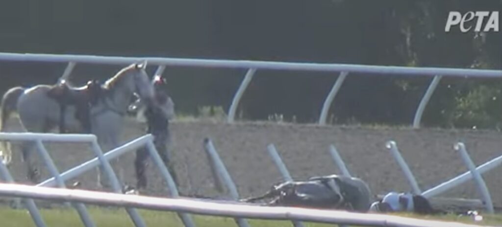 "Saintly Sister" and the jockey can be seen laying motionless on the track after the crash. (Photo: PETA)