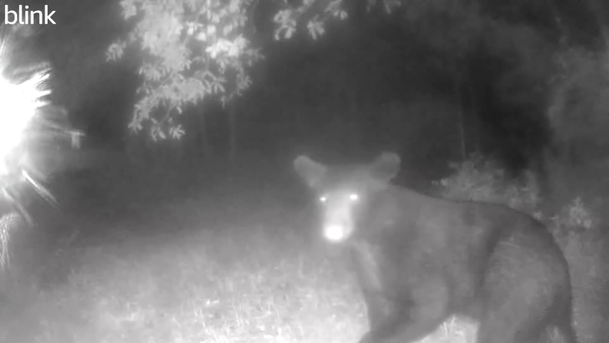 Black bear captured on camera in Micanopy