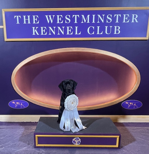 Nolan at 2023 Westminster Kennel Club Dog Show