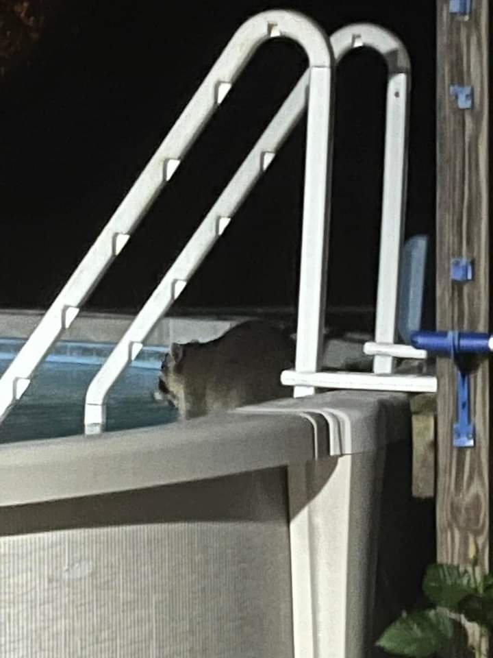 Raccoon going for a night swim in Silver Springs Shores