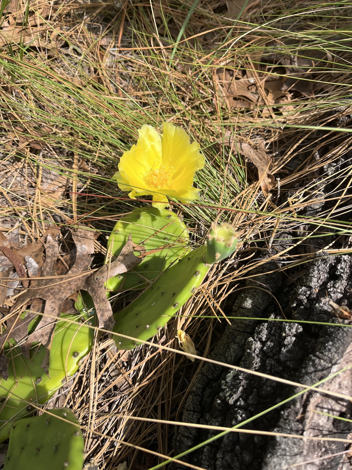Stunning prickly pear blooming at On Top of the World