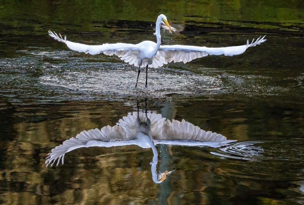 All bird photos for this year s calendar contest must have been taken in Marion County. (Photo: Marion County Public Relations) All bird photos for this year s calendar contest must have been taken in Marion County. (Photo: Marion County Public Relations)