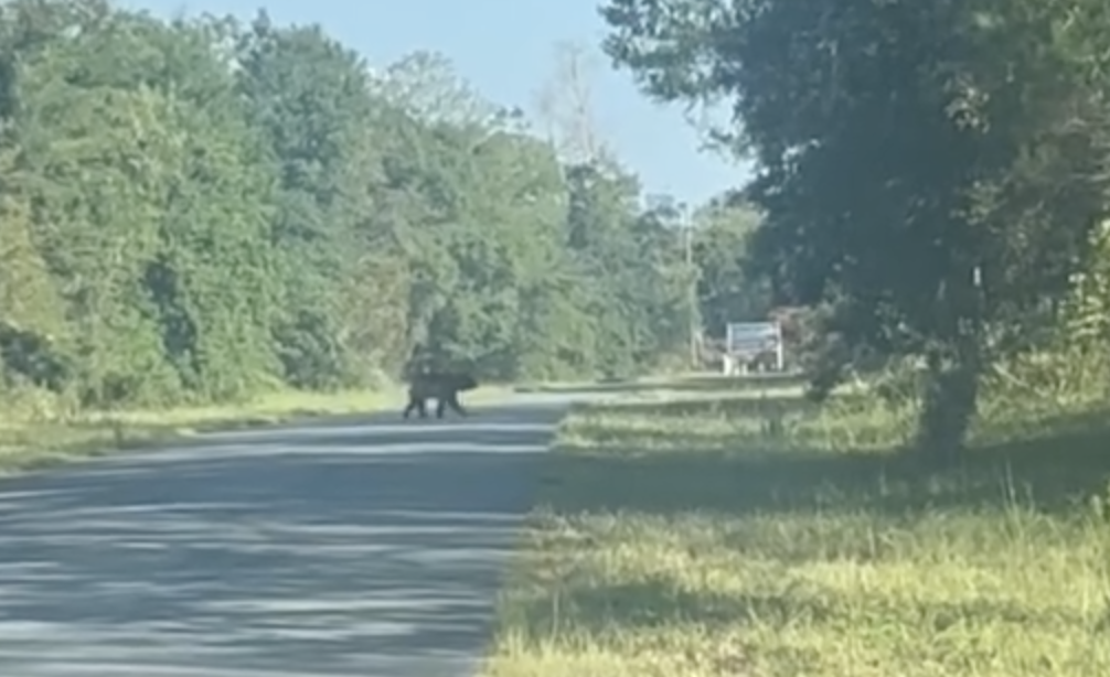 Bear spotted in Marion Oaks on June 11