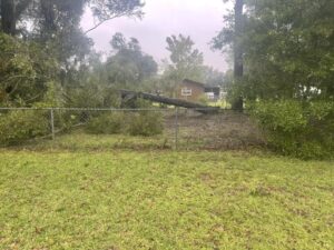 Downed tree in Anthony Deborah Roberts Bjelke