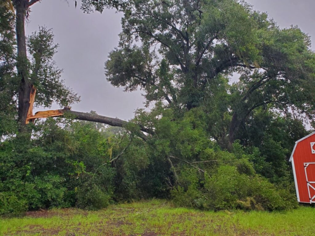 Tree downed in Marion County Sarah Carroll