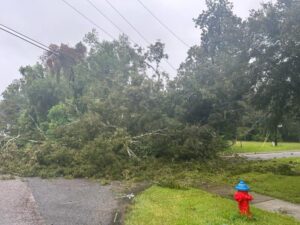 Tree falls on top of power lines in the 2100 block of East Silver Springs Blvd