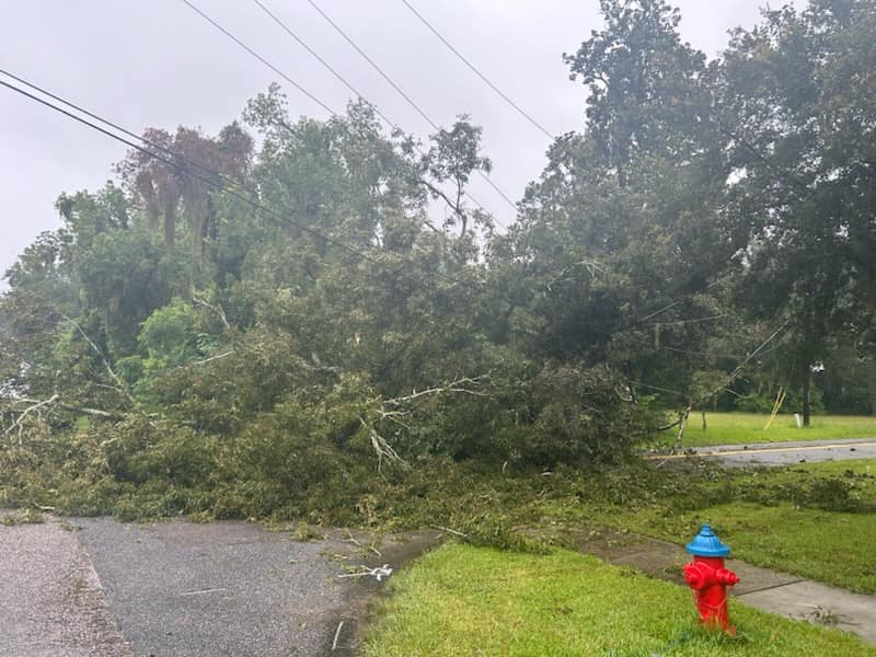 Tree falls on top of power lines in the 2100 block of East Silver Springs Blvd