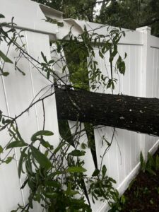 Tree through a fence in Marion County Traci Popp