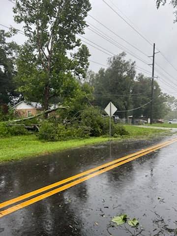 Trees downed in Ocala as a result of Hurricane Debby