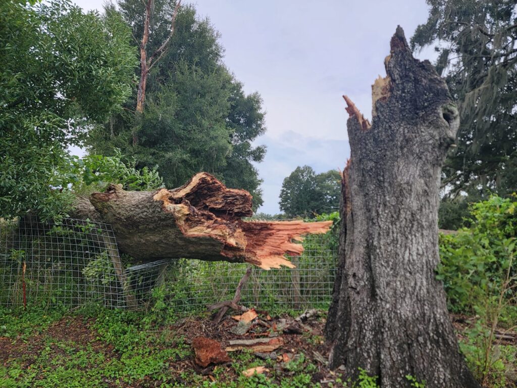 Hurricane Helene Broken tree in Sparr, Florida Shannon Cowart