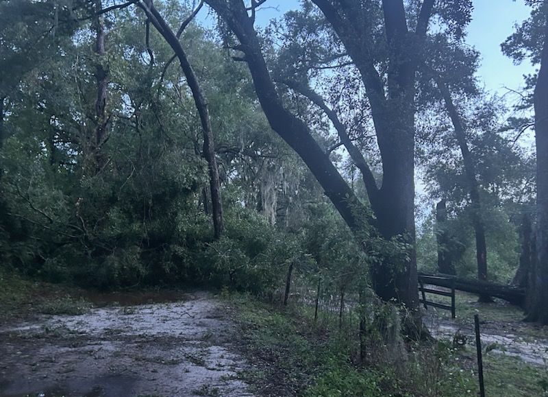 Hurricane Helene Downed tree on SW 117th Court in Ocala Rhonda McIntyre Gilbert