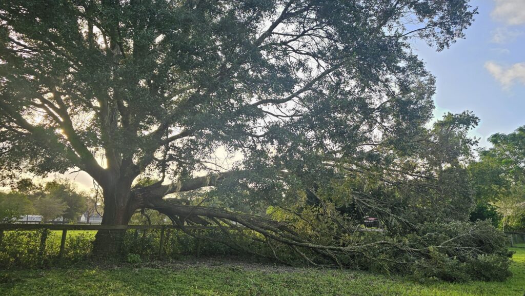 Hurricane Helene Tree downed in southwest Ocala, near On Top of the World Kymberly Cummings