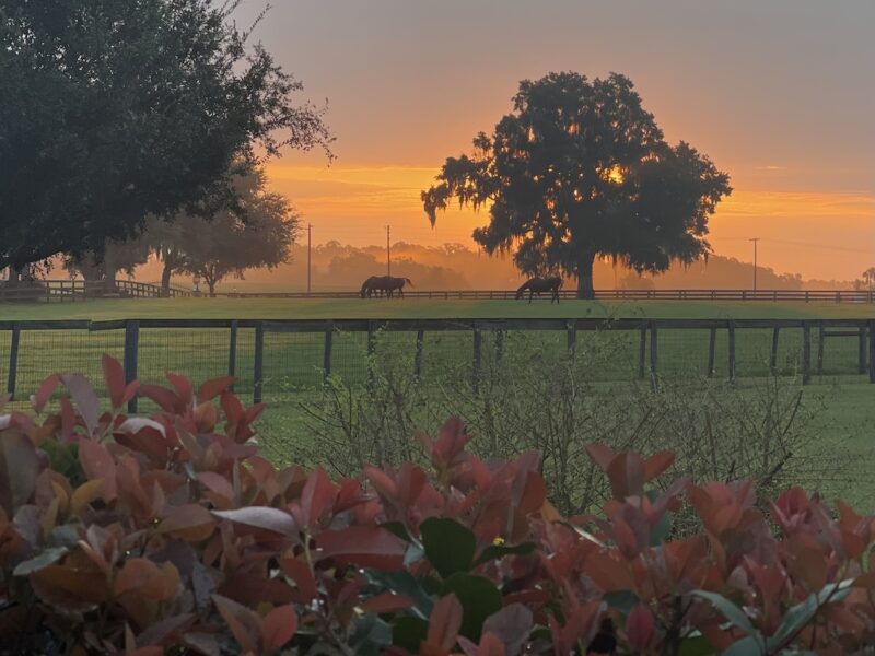 Morning sunrise on Daylight Farm in Reddick