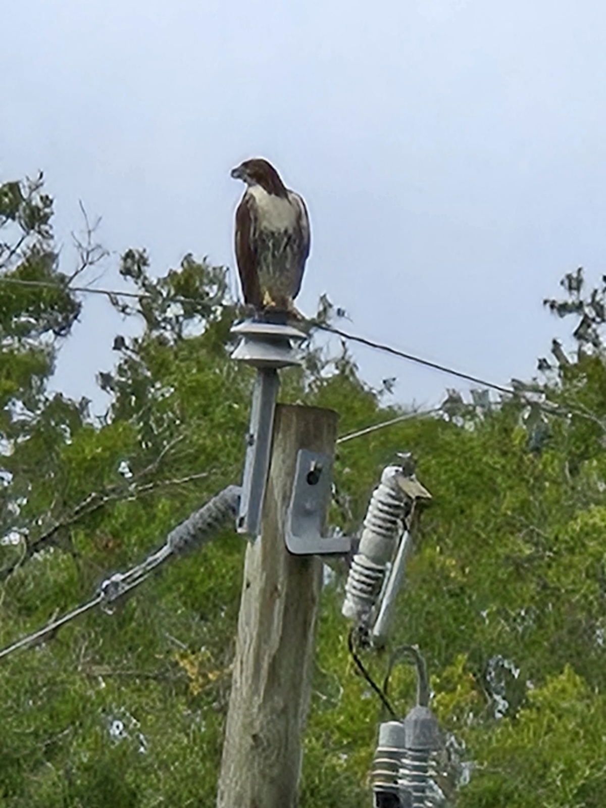 Red-tailed hawk on pole in SW Ocala