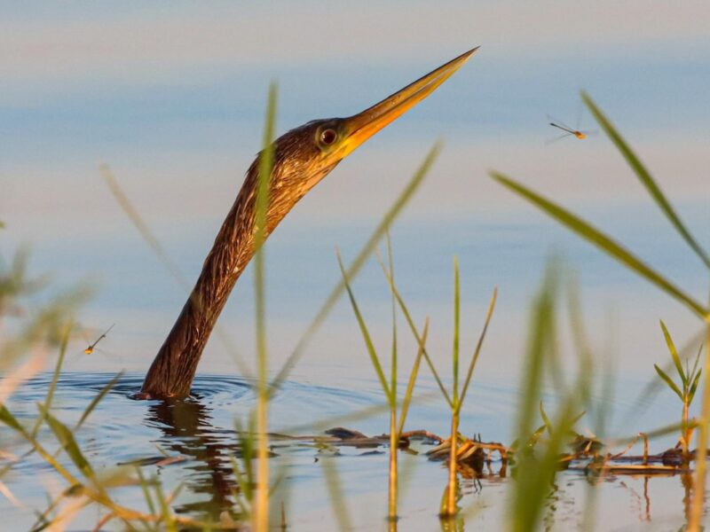 Anhinga in the water at Lake Weir