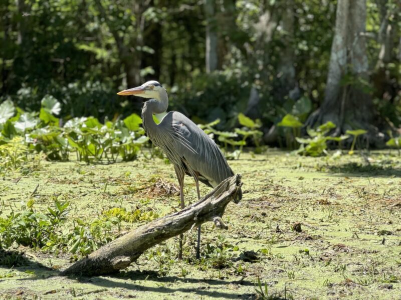 Great blue heron at Silver Springs State Park