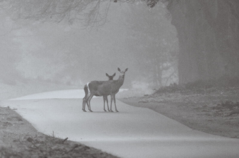 Two red deer hinds on misty forest road.