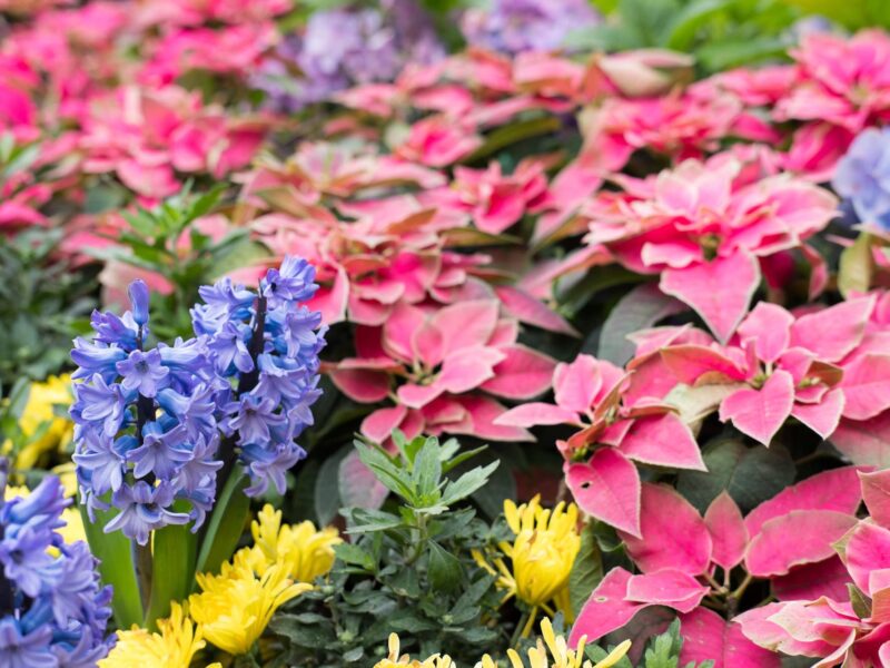 yellow chrysanthemum, purple hyacinth, christmas flower in garden. blooming flora. flowerbed in park.