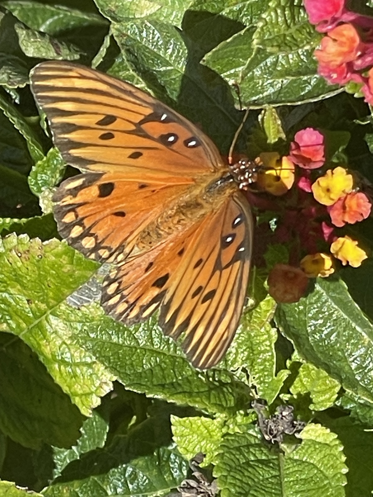Gulf fritillary butterfly in NW Ocala Gulf fritillary butterfly in NW Ocala