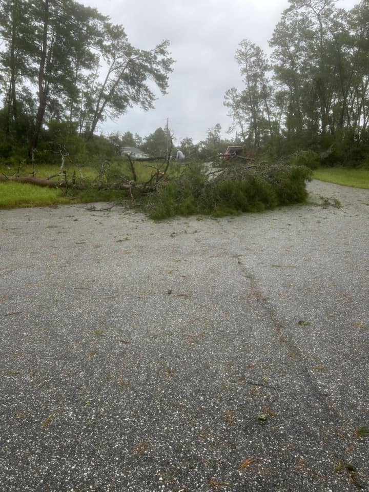 Hurricane Milton Downed Tree Bee Queen