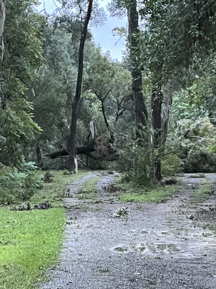 Hurricane Milton Downed Tree Mary Megan