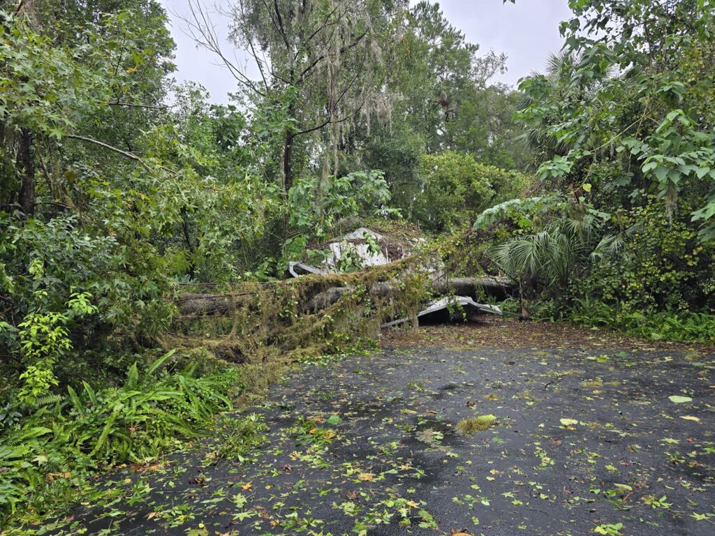 Hurricane Milton Downed Tree Mary White