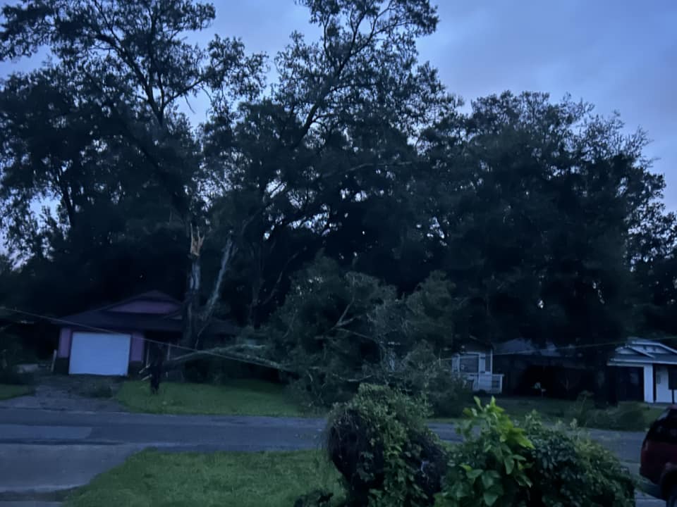 Hurricane Milton Downed Tree on power line Nilda Ivelis Morris Cruz