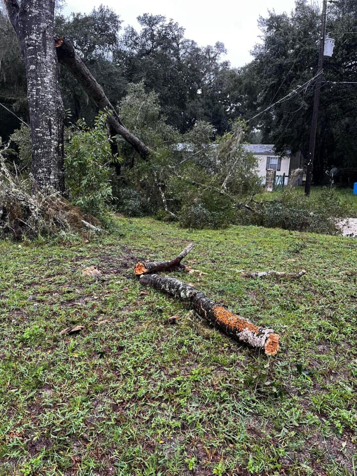 Hurricane Milton Downed tree Amanda Shimkus 1