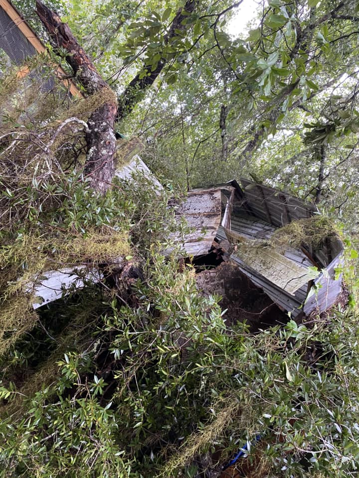 Hurricane Milton Downed tree Cheyenne Fagre