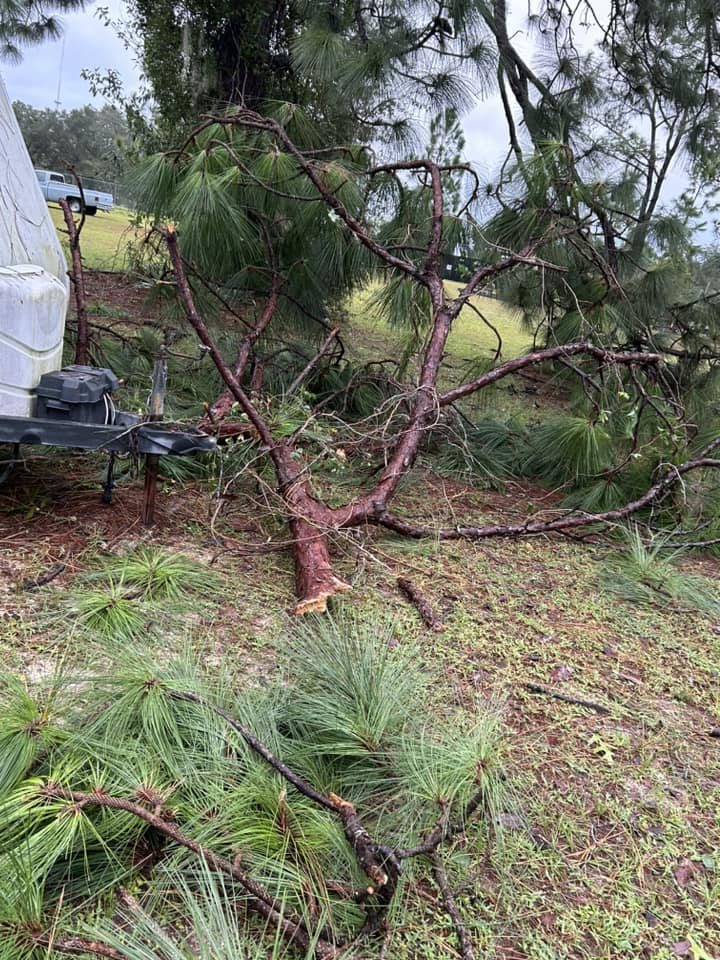 Hurricane Milton Downed tree M Darlene Brewer