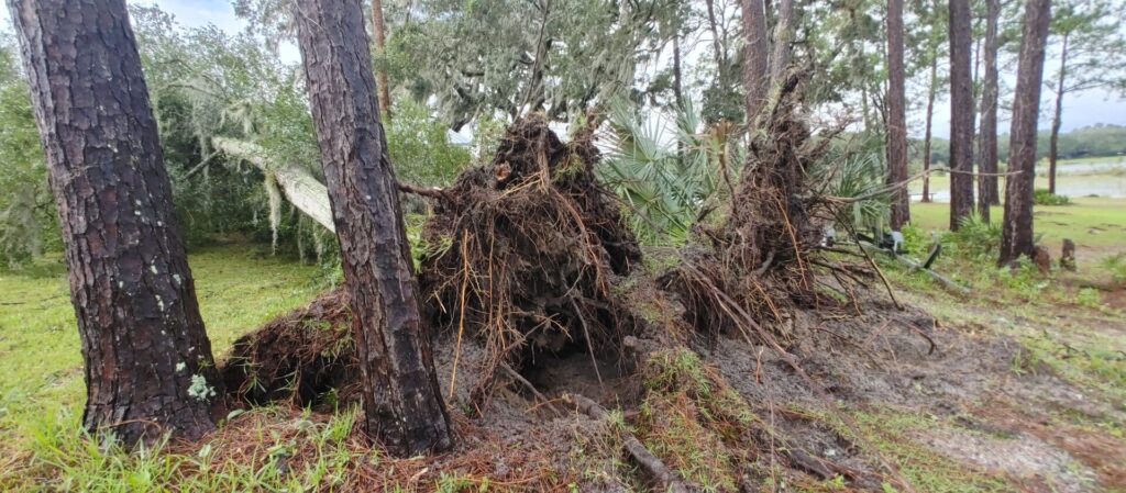 Hurricane Milton Downed tree Stephanie Richards Burman