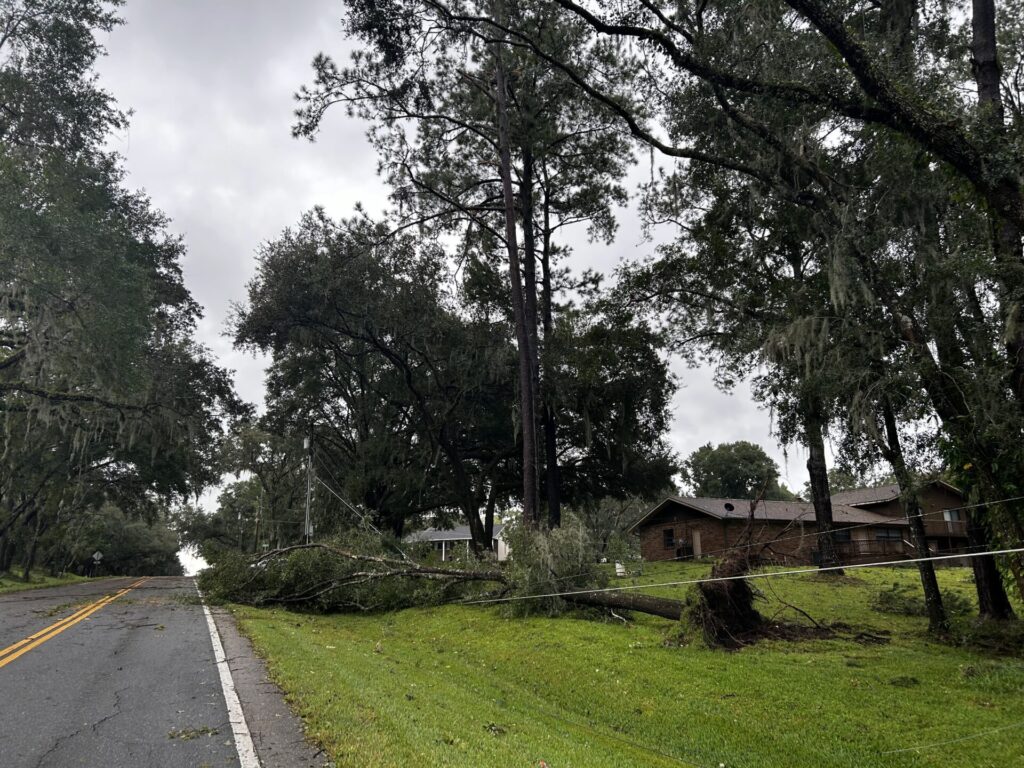 Hurricane Milton Downed tree along Highway 475 Scott Snyder