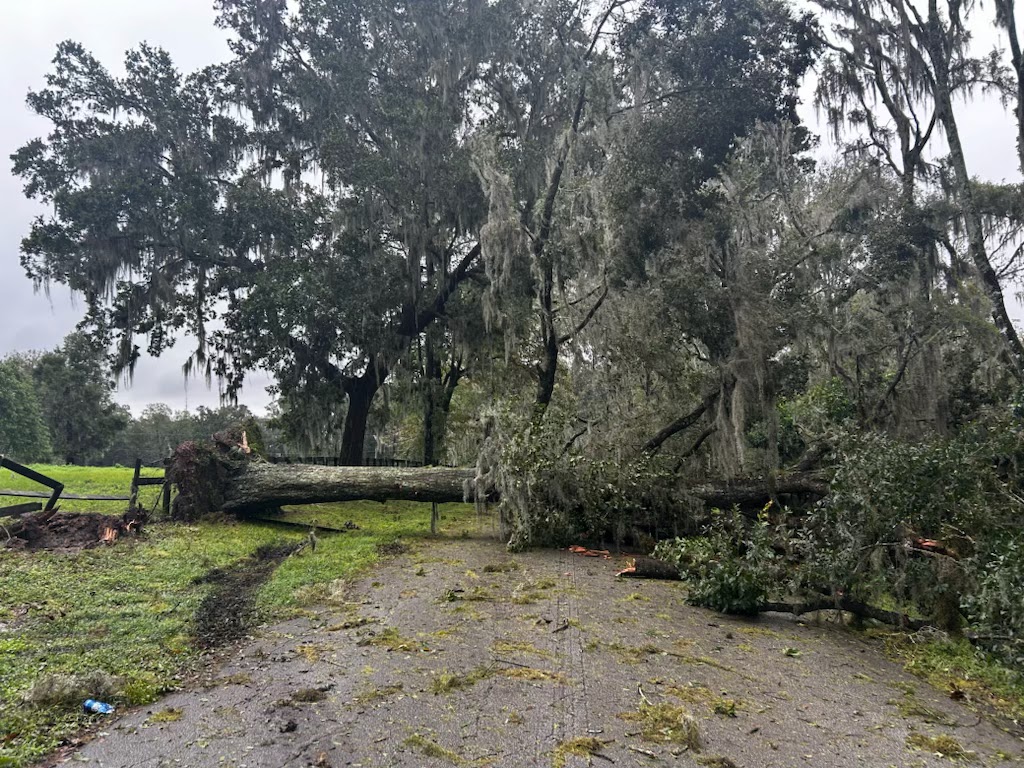 Hurricane Milton Downed tree along SE 80th Street, near SE 21st Avenue Scott Snyder