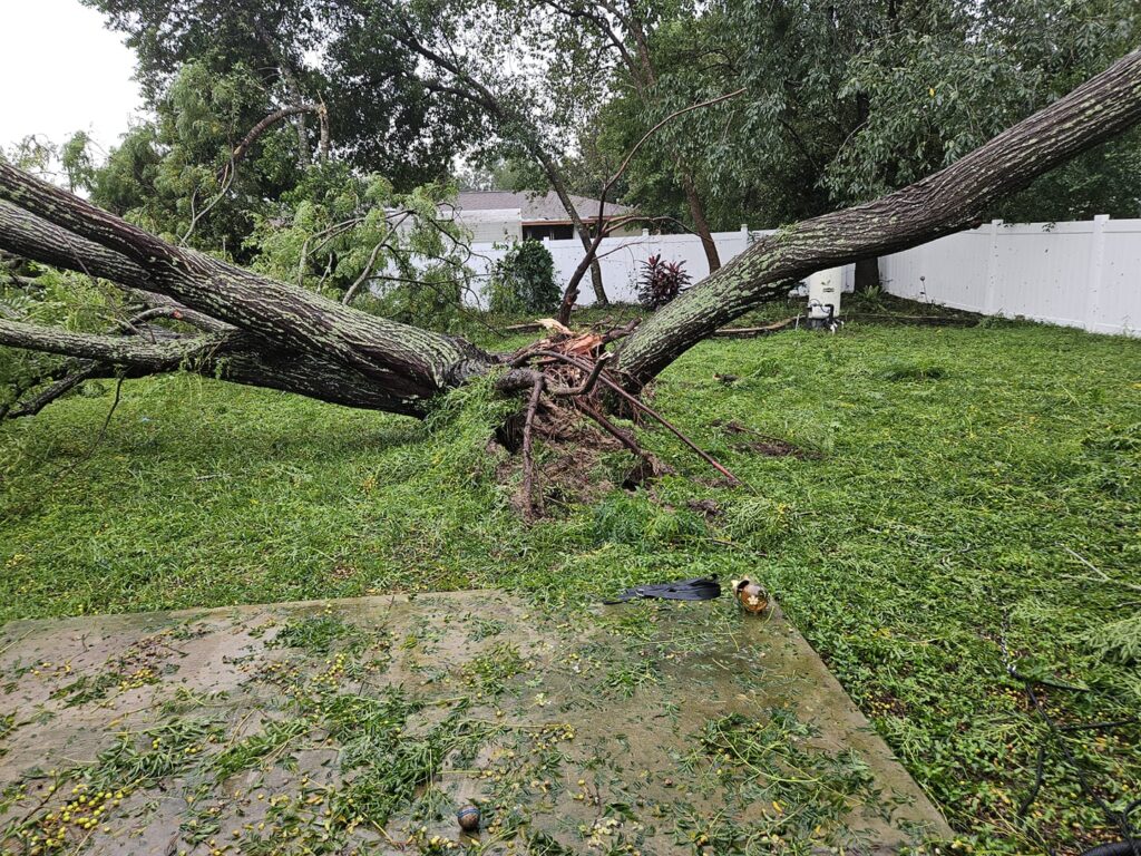 Hurricane Milton Downed tree in Lake Weir Gardens Jojo Fisherman