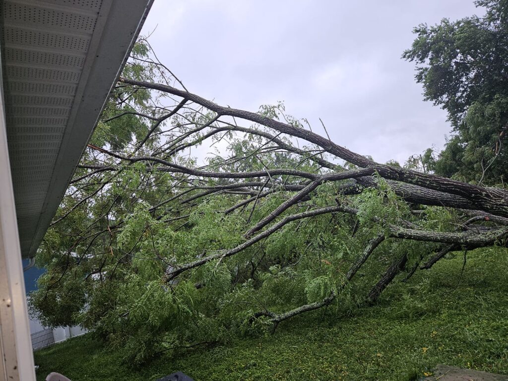 Hurricane Milton Downed tree nearly hits home in Lake Weir Gardens Jojo Fisherman