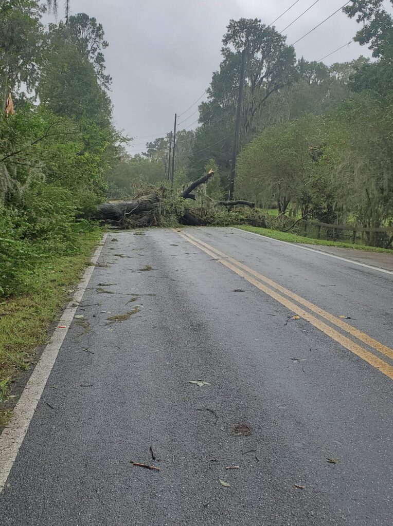 Hurricane Milton Downed tree on 112 St. Rd. in Belleview