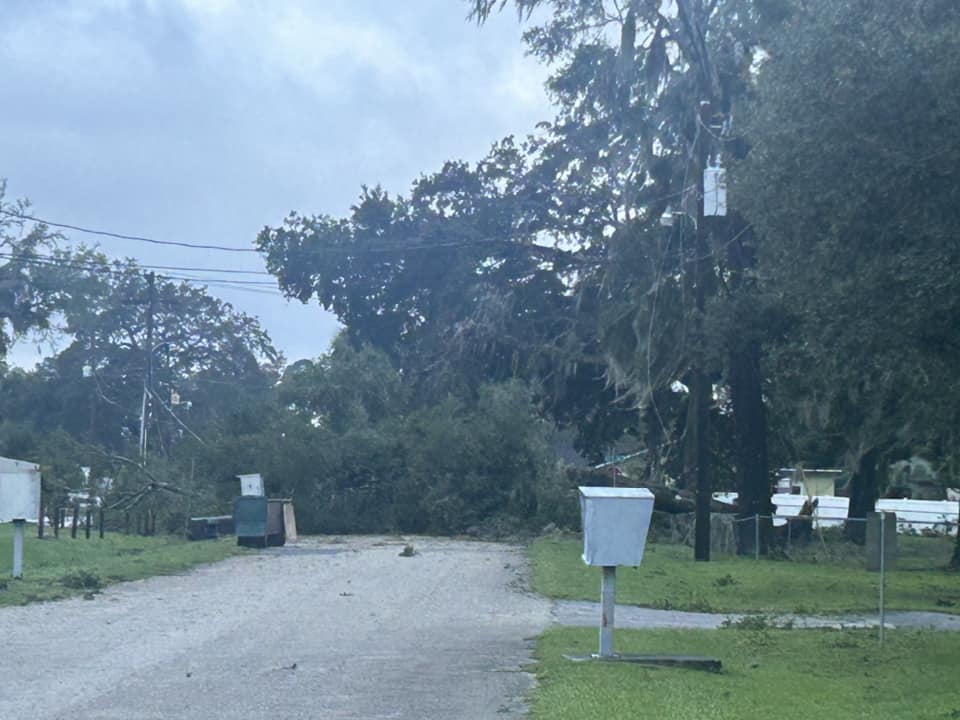 Hurricane Milton Downed tree on 17th Place Nicole Rahn Kelley