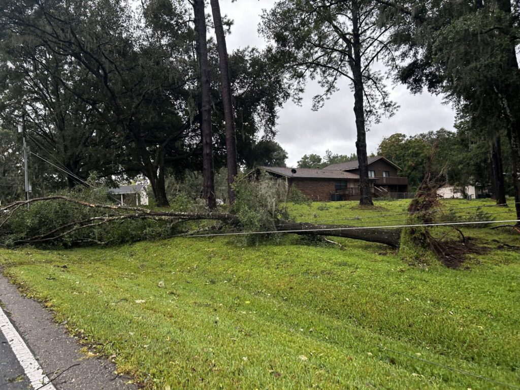 Hurricane Milton Downed tree on Highway 475 Scott Snyder