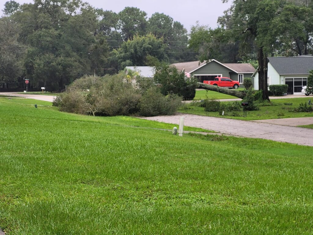 Hurricane Milton Downed tree on SW 67th Terrace Jenn Freitas