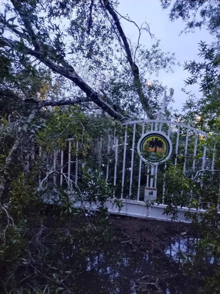 Hurricane Milton Downed tree on fence Bernadette Krish Lesko