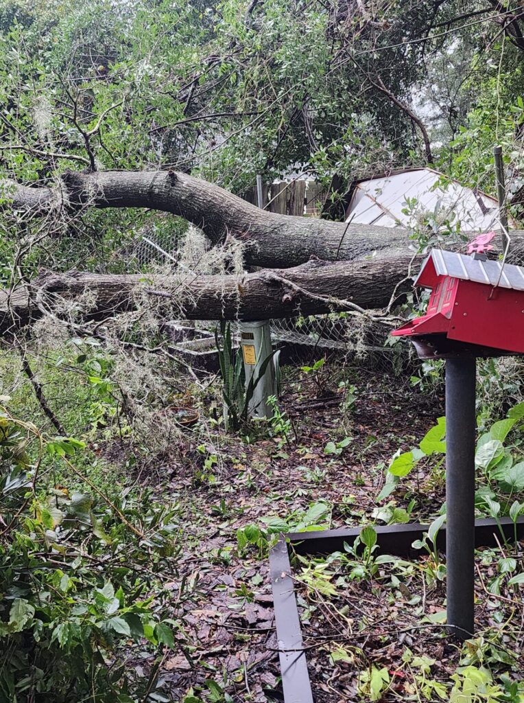 Hurricane Milton Downed tree on fence at SE 32nd Ct in Ocala Lindsey Cox