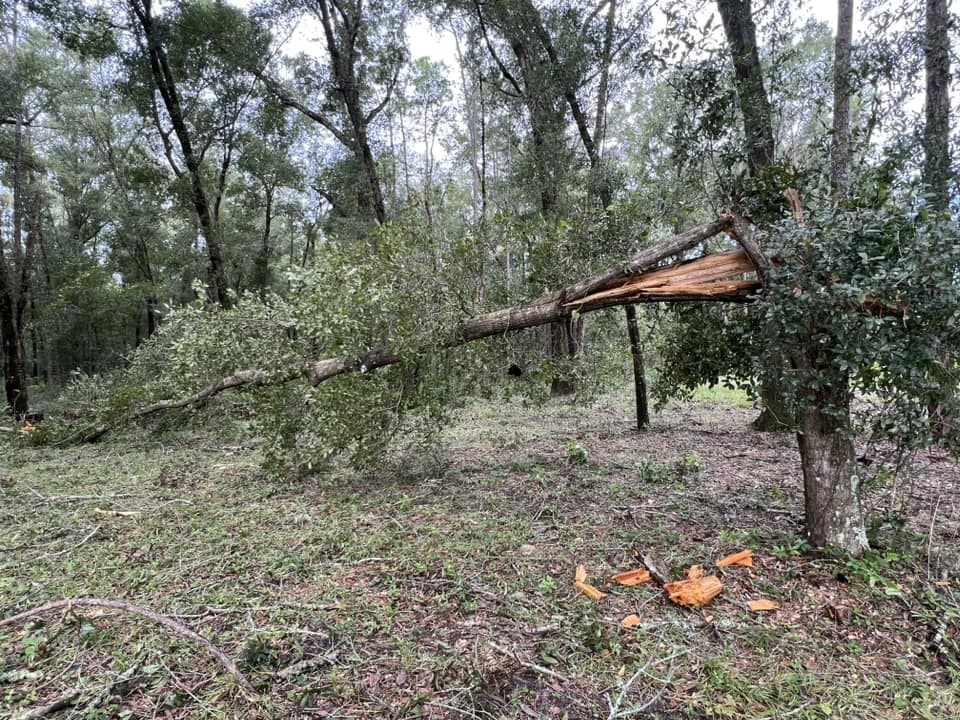 Hurricane Milton Snapped tree Sonya Pantle