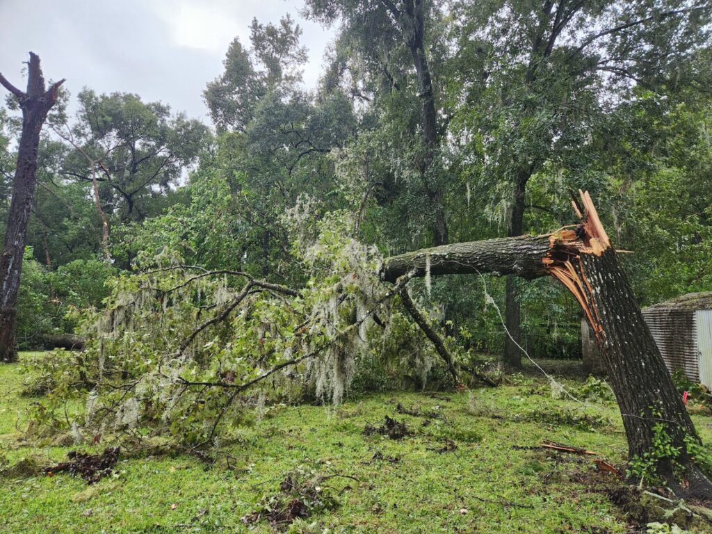 Hurricane Milton Tree snapped in half Lynn Langley