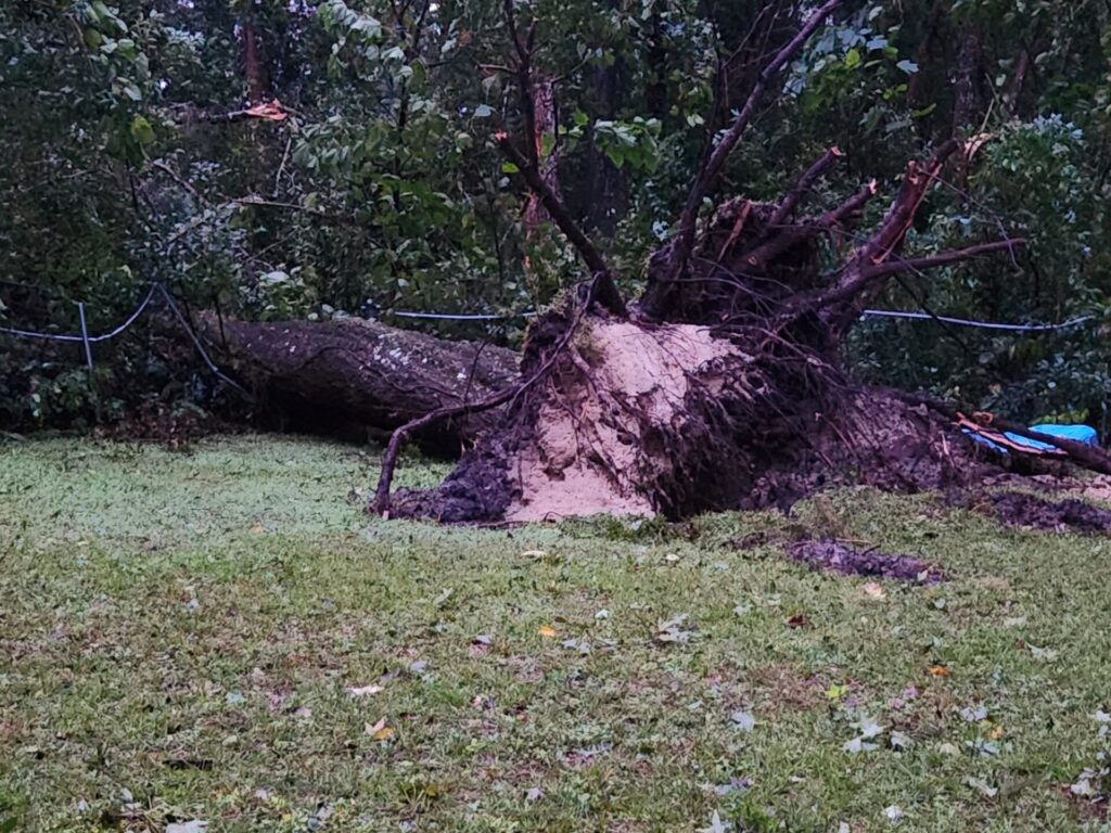 Hurricane Milton Uprooted tree Lynn Langley